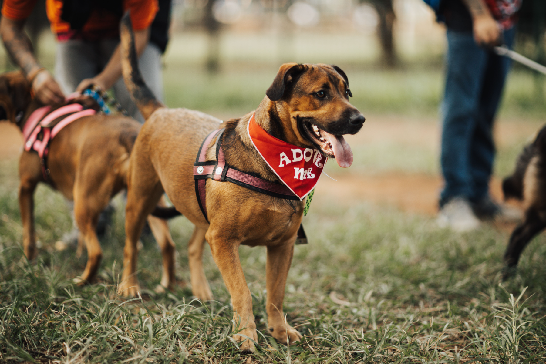A shelter dog in an adopt-me bandana