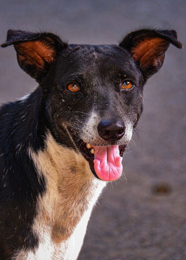 Pepper