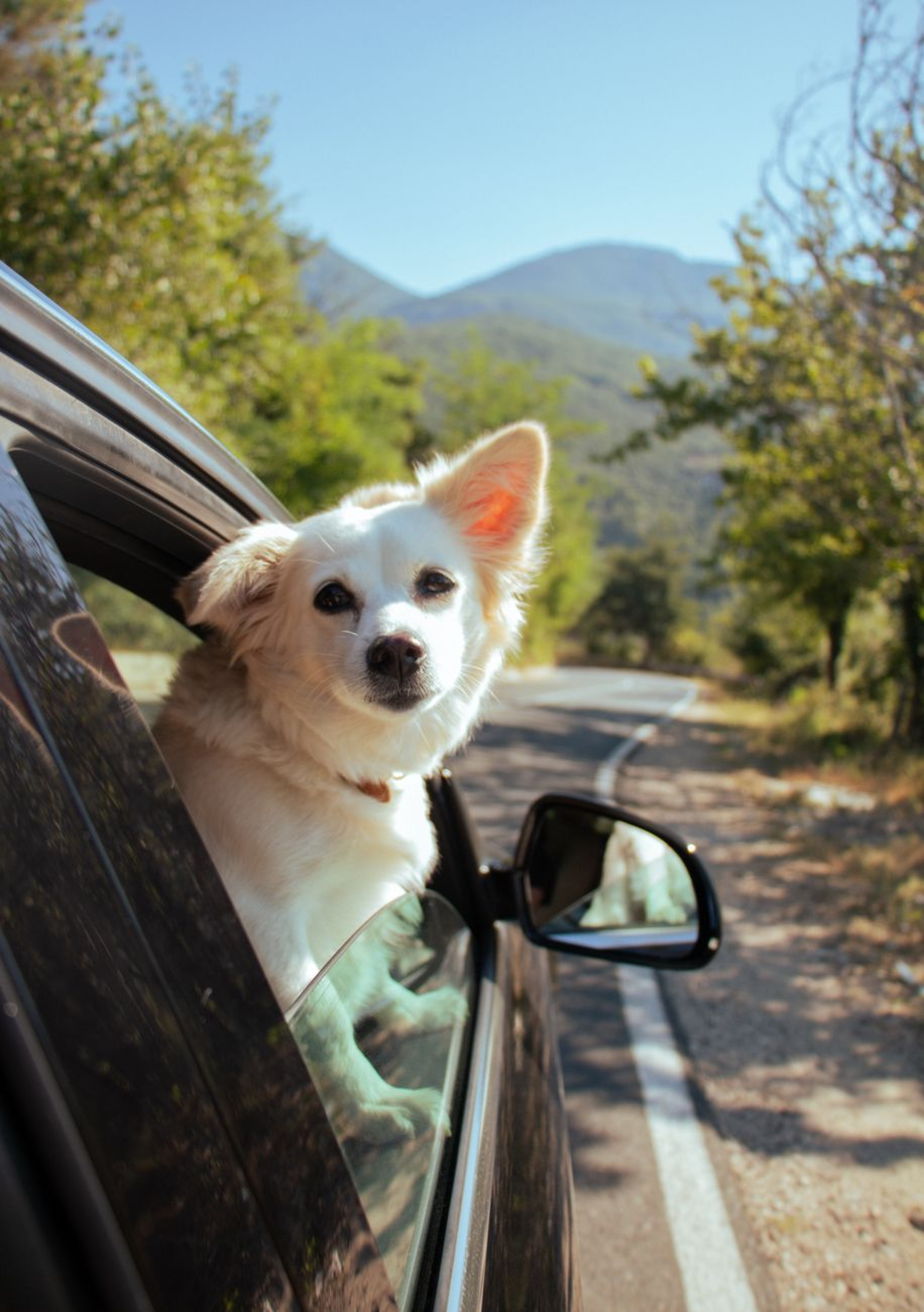 Maple on a car ride