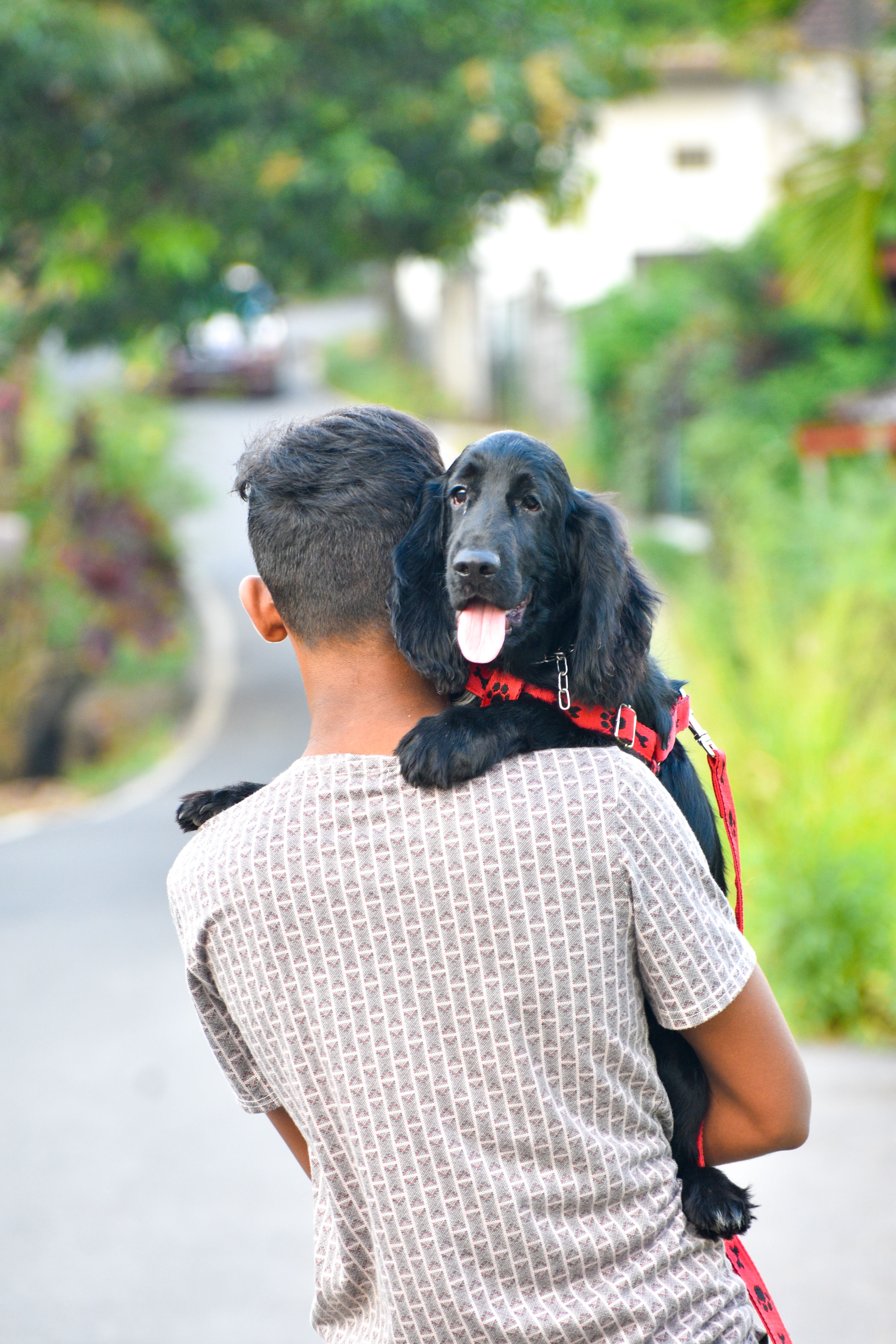 A person carrying a black spaniel over their shoulder